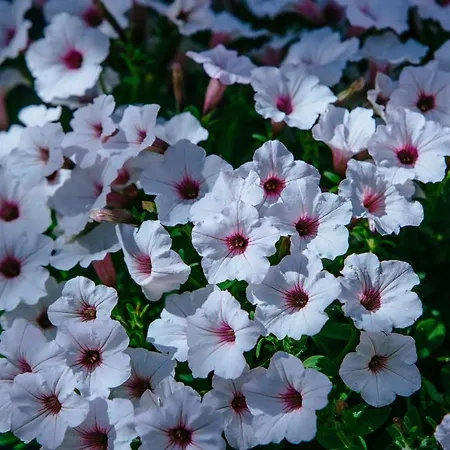 Toursit Complex Kvasova Zajazd