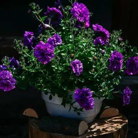 Zajazd Toursit Complex Kvasova